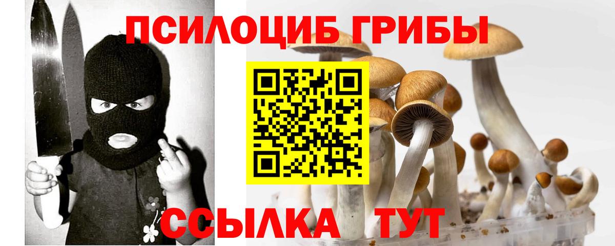 Галлюциногенные грибы Psilocybe Волжск